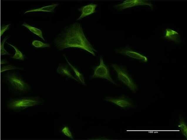 Monoclonal Anti-CREBL1 antibody produced in mouse