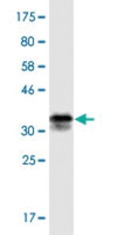 Monoclonal Anti-CSPG5, (C-terminal) antibody produced in mouse