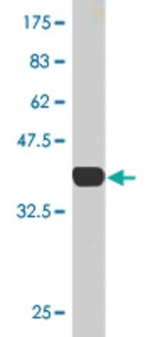 Monoclonal Anti-CREB5 antibody produced in mouse