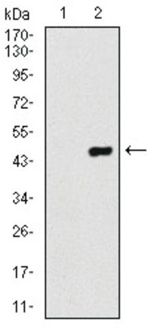 Monoclonal Anti-COTL1 antibody produced in mouse