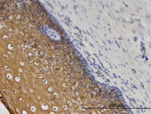 Monoclonal Anti-CORO1C antibody produced in mouse