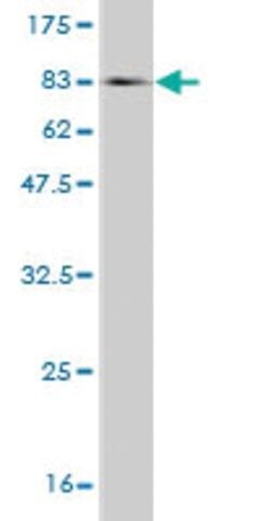 Monoclonal Anti-CSNK1G2 antibody produced in mouse