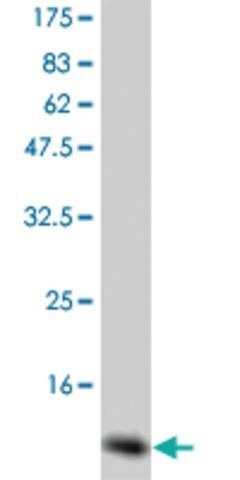 Monoclonal Anti-CSF2 antibody produced in mouse