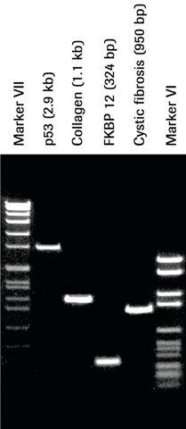 Pwo DNA Polymerase