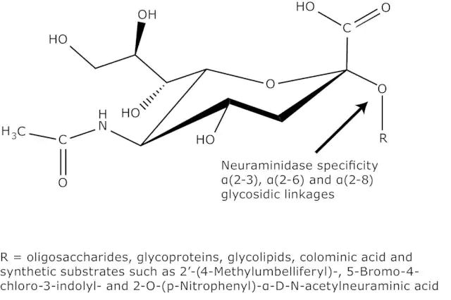 Neuraminidase from <i>Vibrio cholerae</i>