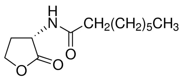 <i>N</i>-Octanoyl-<sc>L</sc>-homoserine lactone