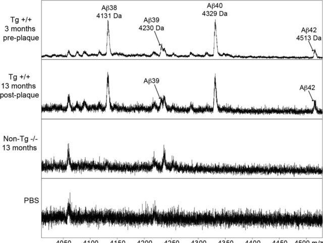 Anti-Amyloid  Antibody, clone W0-2