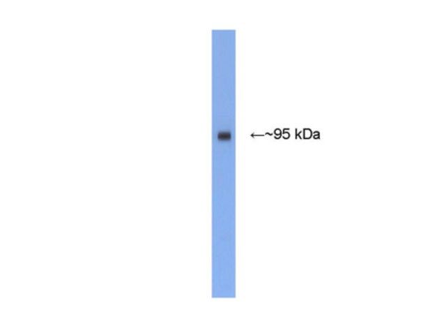 Anti-PSD-95 Antibody