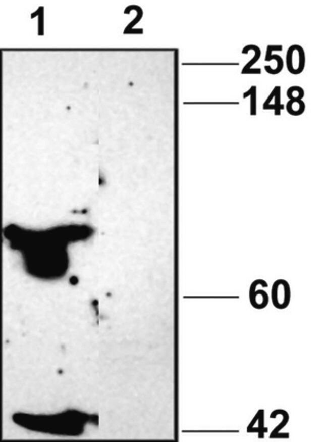 Anti-P2X4 Receptor Antibody