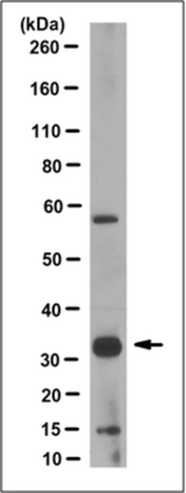 Anti-PYCR1 Antibody, clone 2D9.1