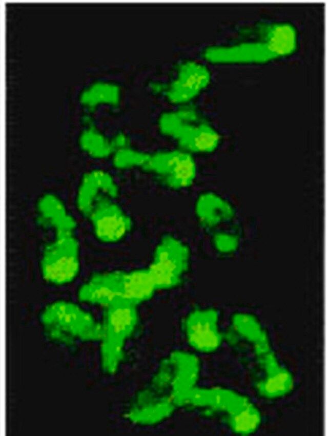 Anti-5-Methylcytosine Mouse mAb (162 33 D3)