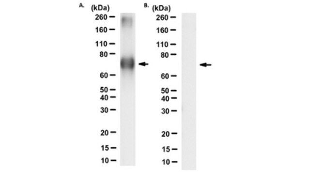 Anti-8-Nitroguanine Antibody, clone NO2-52