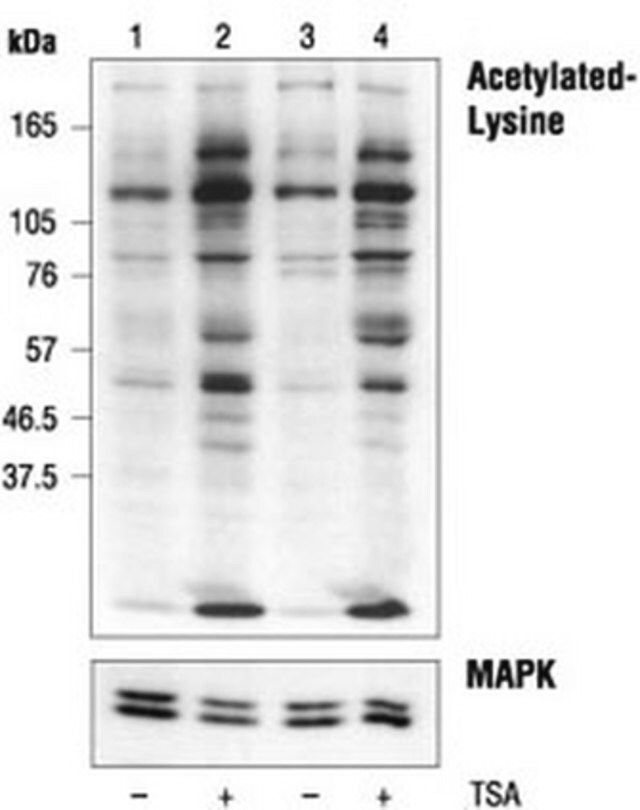 Anti-Acetylated Lysine Rabbit pAb