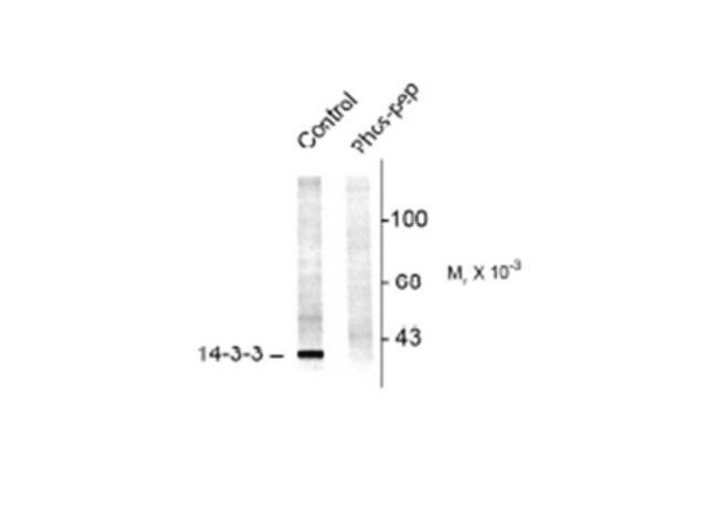 Anti-14-3-3 phospho Serine58 Antibody