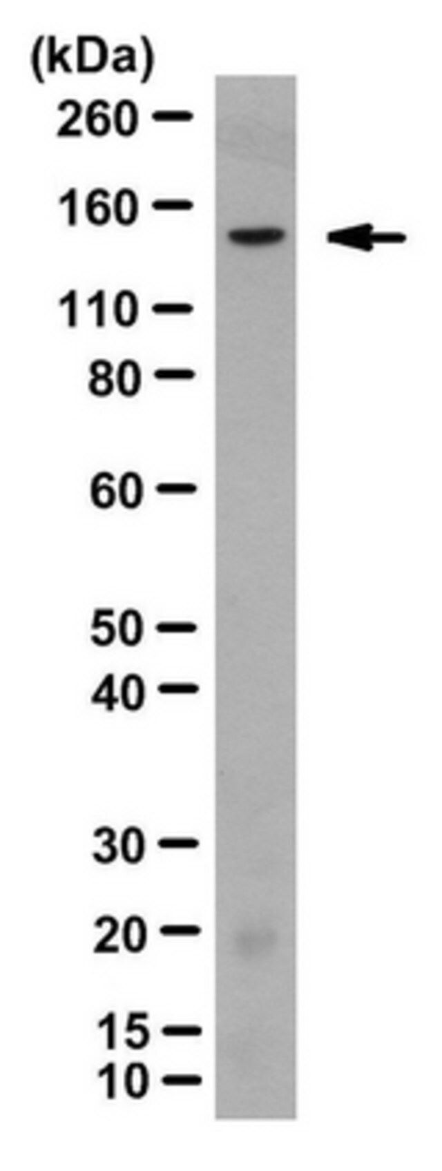 Anti-2A peptide Antibody, clone 3H4