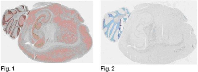 Anti-Brn-2 (POU3F2) Antibody, clone 8C4.2