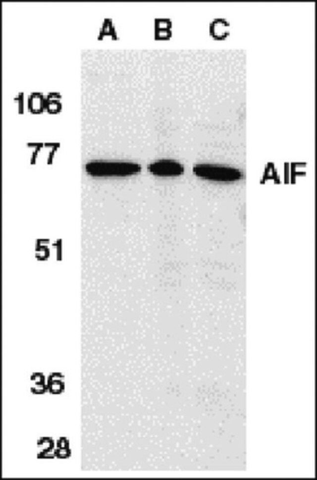 Anti-AIF Antibody, internal domain