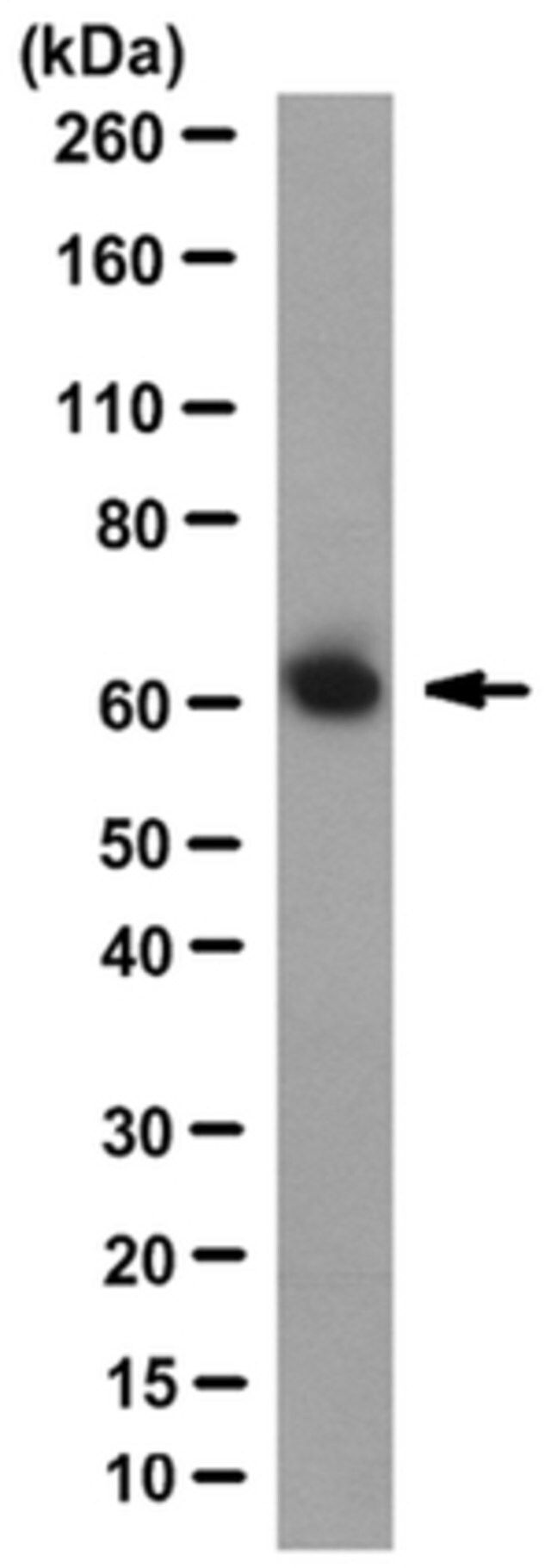 Anti-Atlastin-1 Antibody, clone 3194