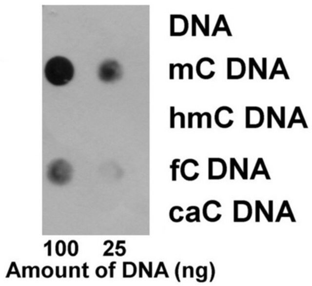 Anti-5-Methylcytosine (5mC) Antibody, clone EDL MC-4