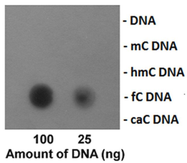 Anti-5-Formylcytosine (5fC) Antibody, clone EDL FC-5