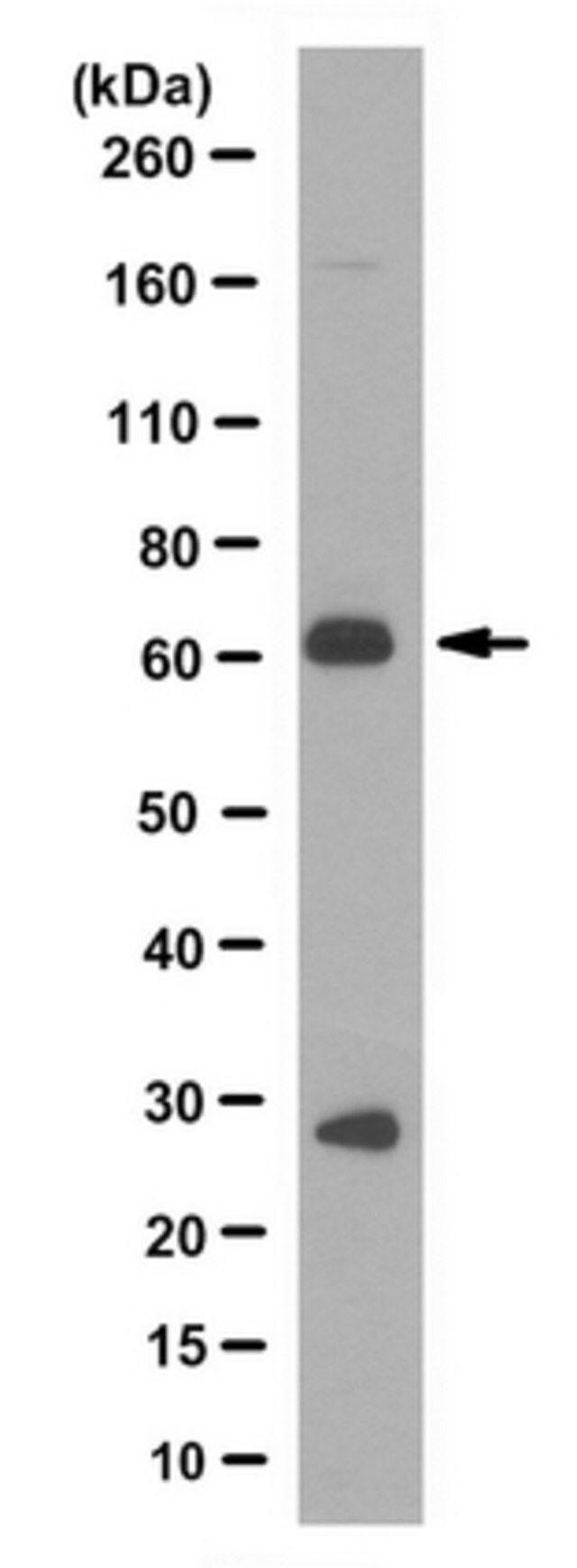 Anti-AMHR2 Antibody, clone 10H8.1