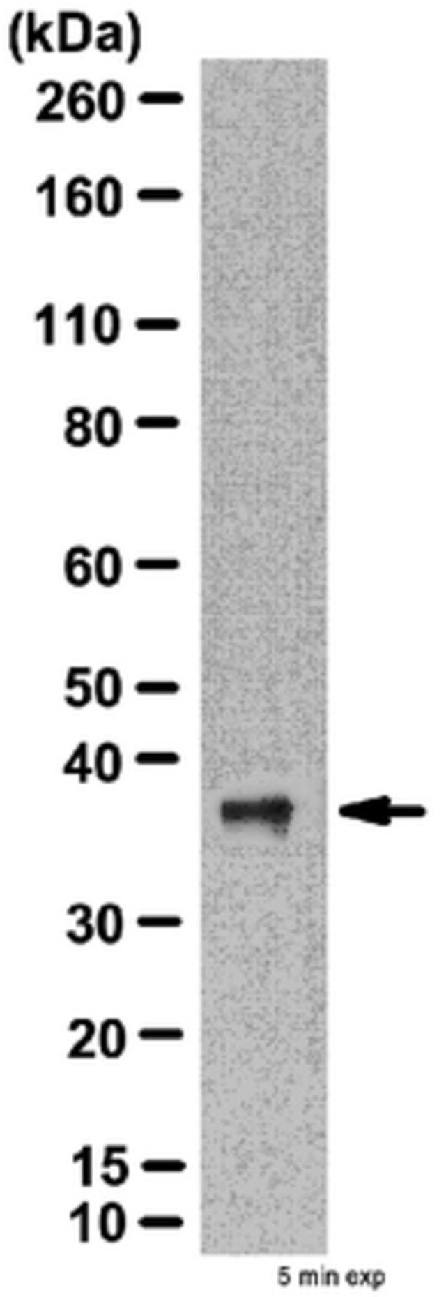 Anti-ATG3 Antibody