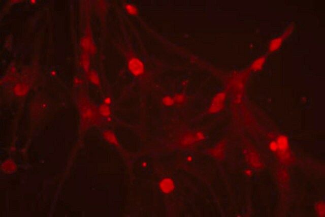 Anti-ATH 1 Antibody