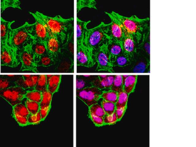 Anti-Brn-3a Antibody