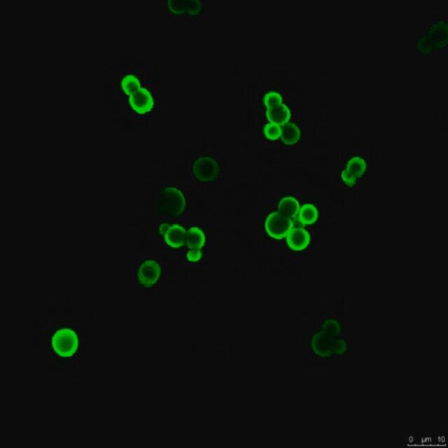 Anti-Glucuronoxylomannan (GXM) Antibody, clone 18B7