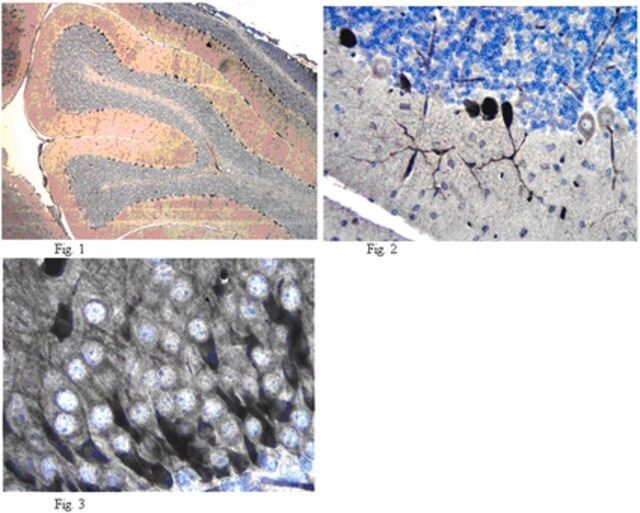 Anti-GluR2 Antibody, clone L21/32