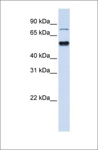 Anti-ZNF773 (ab1) antibody produced in rabbit