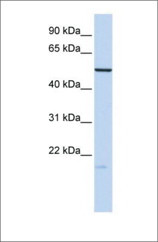 Anti-ZNF773 (ab2) antibody produced in rabbit