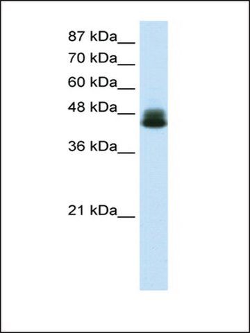 Anti-ZNF785 (AB1) antibody produced in rabbit