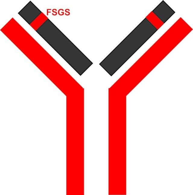 SILu<sup>TM</sup>MAb Pembrolizumab Stable-Isotope Labeled Monoclonal Antibody