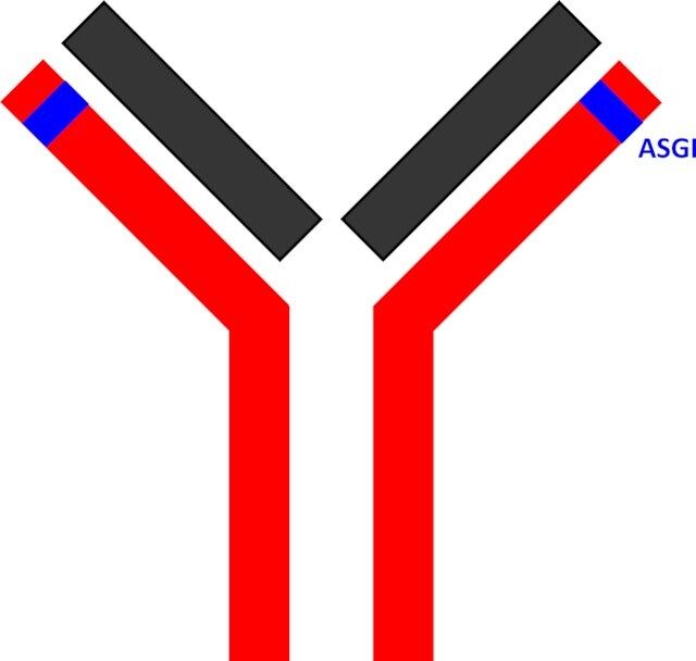 SILu<sup>TM</sup>MAb Nivolumab Stable-Isotope Labeled Monoclonal Antibody