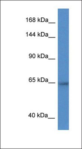 Anti-ZNF780A antibody produced in rabbit