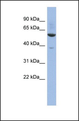 Anti-ZNF783 antibody produced in rabbit