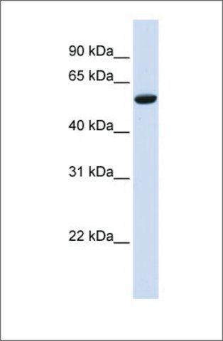 Anti-ZNF77 antibody produced in rabbit