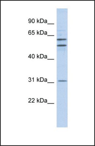 Anti-ZNF775, (N-terminal) antibody produced in rabbit