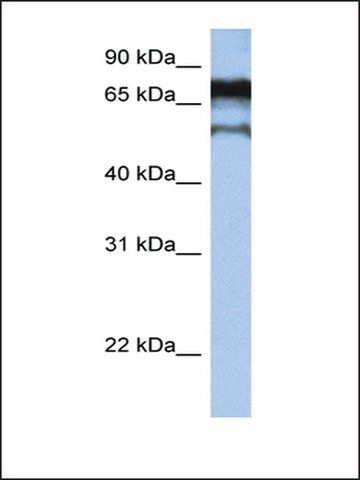 Anti-ZNF780B antibody produced in rabbit