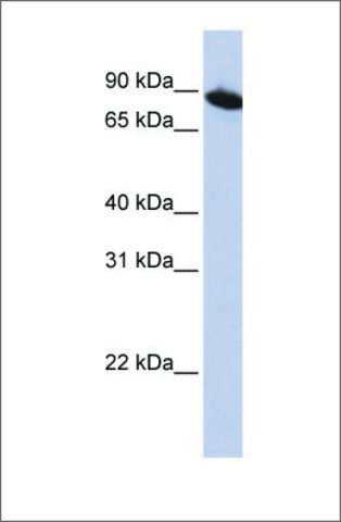 Anti-ZNF780A antibody produced in rabbit