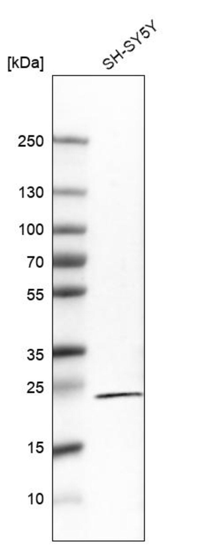 Monoclonal Anti-RGS5 antibody produced in mouse