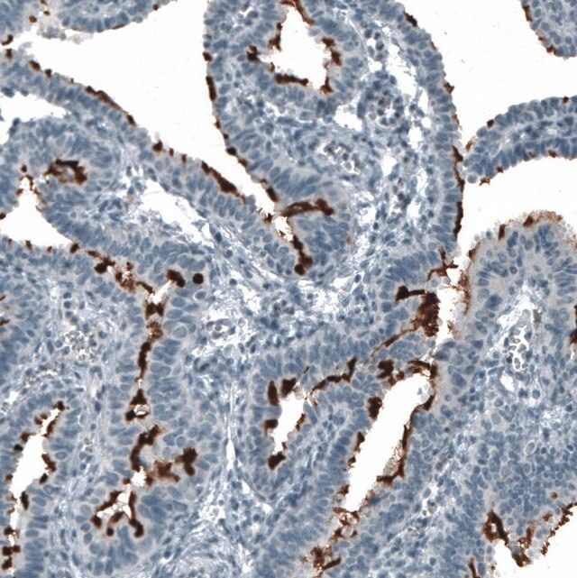 Monoclonal Anti-PROM1 antibody produced in mouse