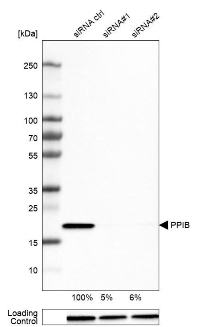 Monoclonal Anti-PPIB antibody produced in mouse