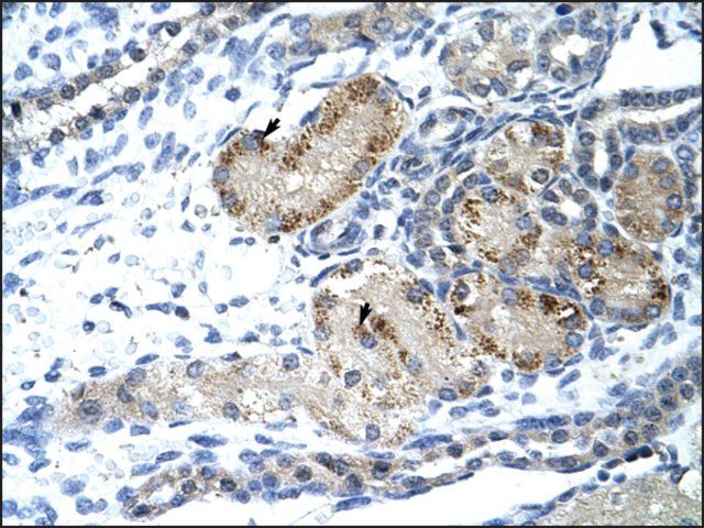 Anti-GTF2IRD1 (AB1) antibody produced in rabbit