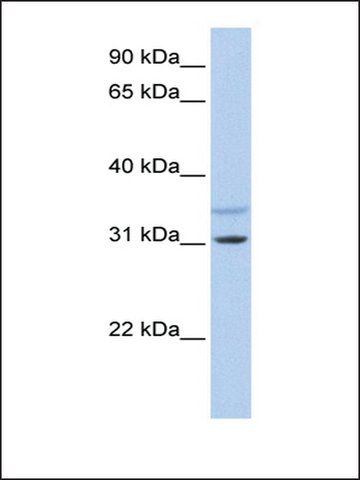 Anti-KCNRG (AB1) antibody produced in rabbit