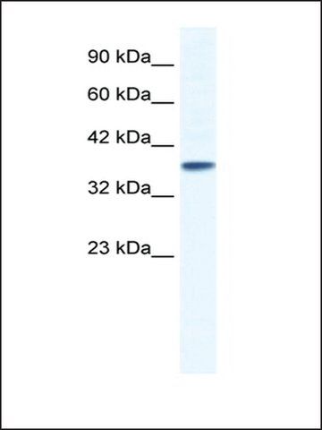 Anti-KCNK3 antibody produced in rabbit