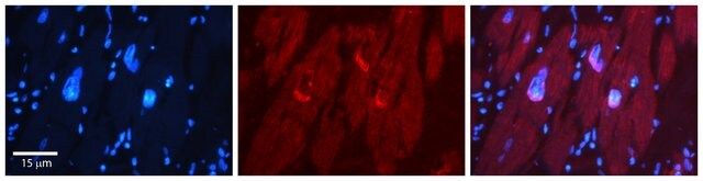 Anti-NFIL3 antibody produced in rabbit