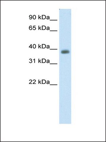 Anti-NEUROD2 (AB1) antibody produced in rabbit