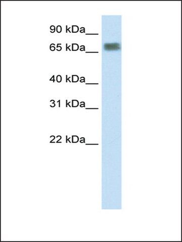 Anti-ZFP64 (AB1) antibody produced in rabbit